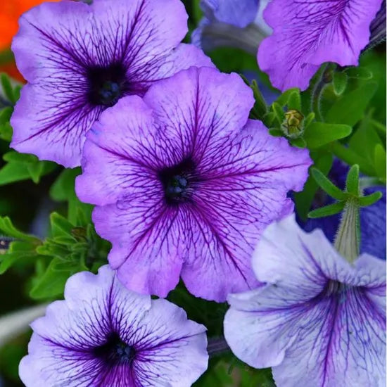 lightlovingnotfrostresistantpetuniaannualherbflowerspetuniaheirloomnongmohighgerminationorganicgarden flower seeds
