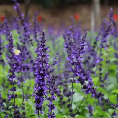 lightlovingopenpollinatedlonglifecycledecorativeflowerannualherbsalivaflowerheirloomnongmohighgerminationorganicgarden flower seeds