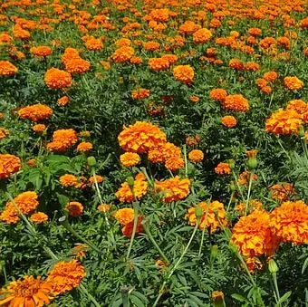 lightlovingpestresistanttallmarigoldflowerforplantingheirloomnongmohighgerminationorganicgarden flower seeds