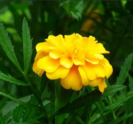 lightlovingmarigoldyellowtallmarigoldflowerheirloomnongmohighgerminationorganicgarden flower seeds