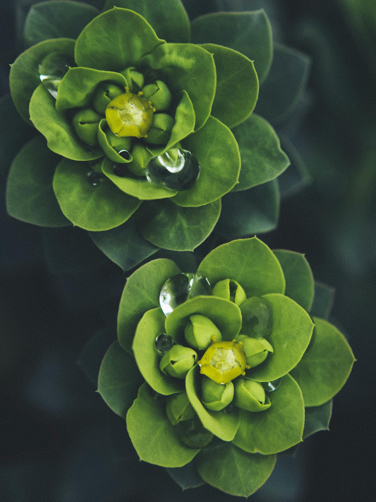 Green Camelia Flower Seeds – Heirloom, Non-GMO, High Germination Seeds
