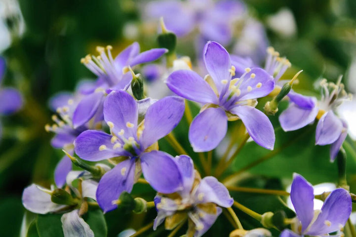 Lignum Vitae Flower Seeds – Heirloom, Non-GMO, High Germination Seeds