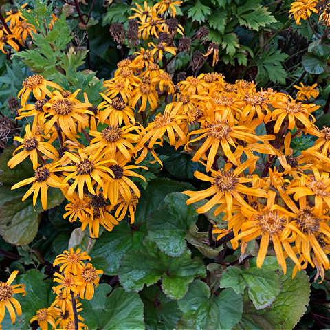 Orange Ligularia Dentata Flower Seeds – Heirloom, Non-GMO, High Germination Seeds