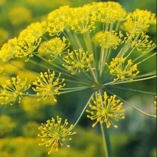 likemoistsoildillforsowingheirloomnongmohighgerminationorganicgarden flower seeds