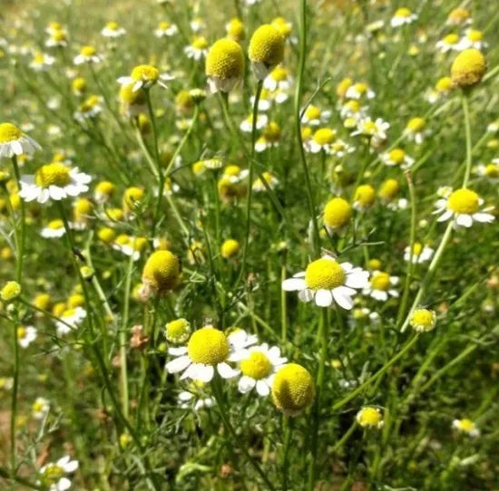 likewarmthhumidityperennialherbchamomilenobleforsowingheirloomnongmohighgerminationorganicgarden flower seeds