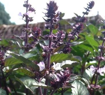 likeswarmclimategardenflowerocimumgratissimumafricanbasilaromaticflowerheirloomnongmohighgerminationorganicgarden flower seeds