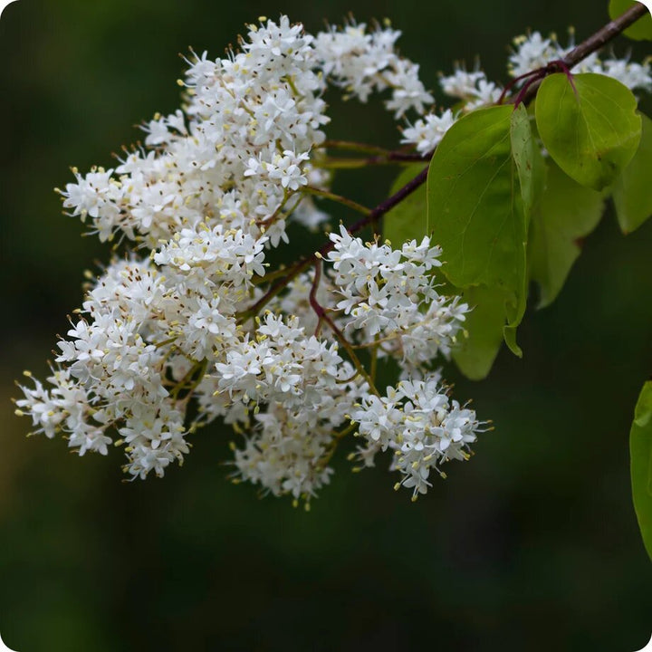 White Lilac Flowers Seeds – Heirloom, Non-GMO, High Germination Seeds