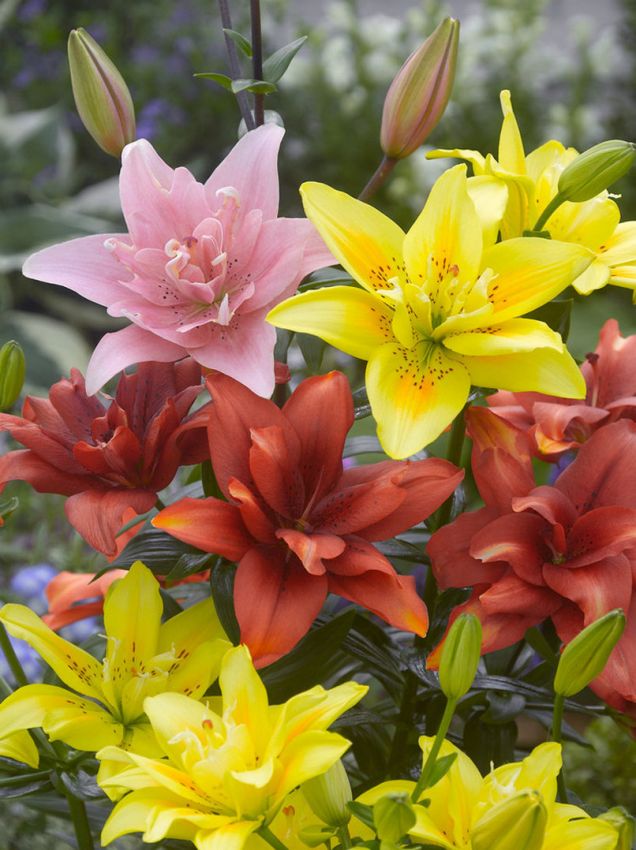Mixed Lilium Flower Seeds – Heirloom, Non-GMO, High Germination Seeds