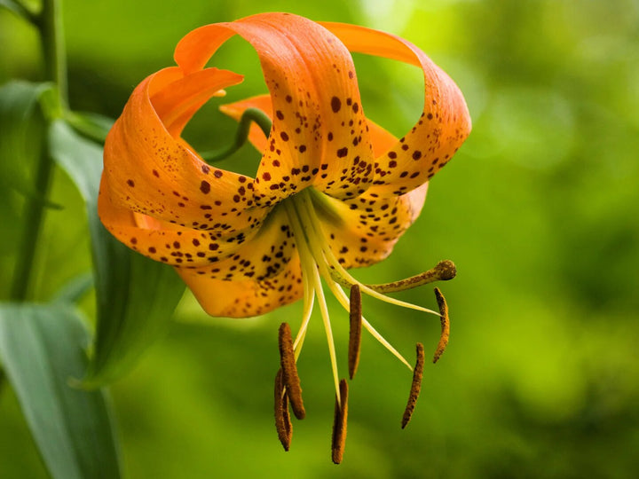 Lilium Superbum Flower Seeds Orange – Heirloom, Non-GMO, High Germination Seeds