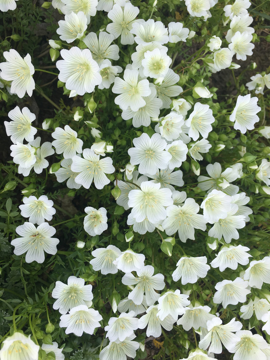 White Limnanthes Flower Seeds – Heirloom, Non-GMO, High Germination Seeds
