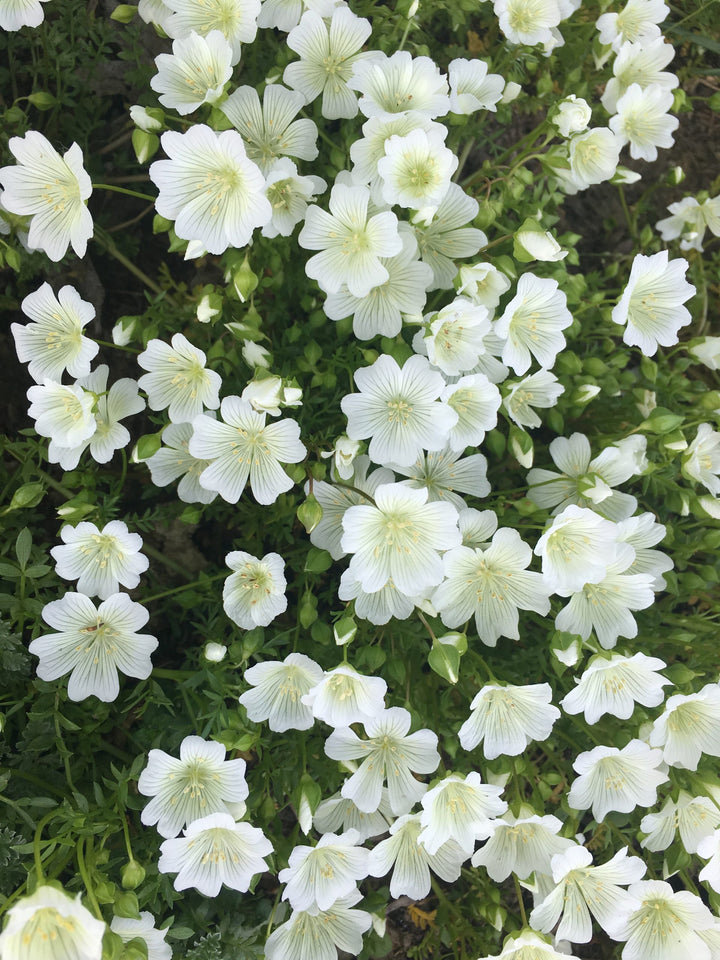 White Limnanthes Flower Seeds – Heirloom, Non-GMO, High Germination Seeds