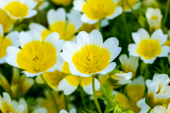 Limnanthes Flower Seeds White Yellow – Heirloom Non-GMO High Germination