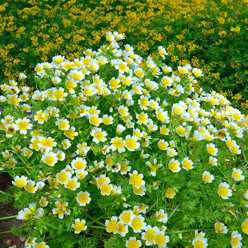 Limnanthes Douglasii Flower Seeds – Heirloom, Non-GMO, High Germination Seeds