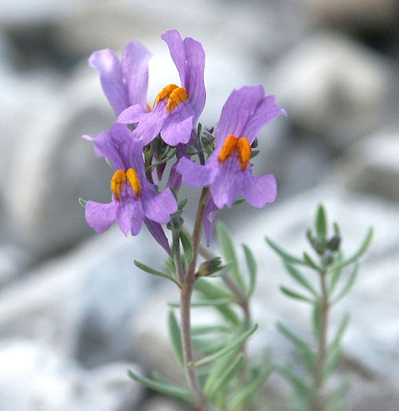 Semillas de flores de Linaria Alpina Morada – Herencia No transgénica Alta Germinación