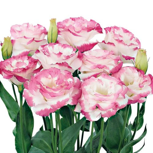 lisianthus aube rose picotee