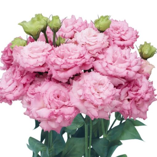 lisianthus bon voyage rose
