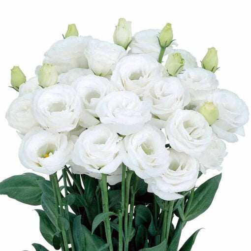 white lisianthus flower seeds