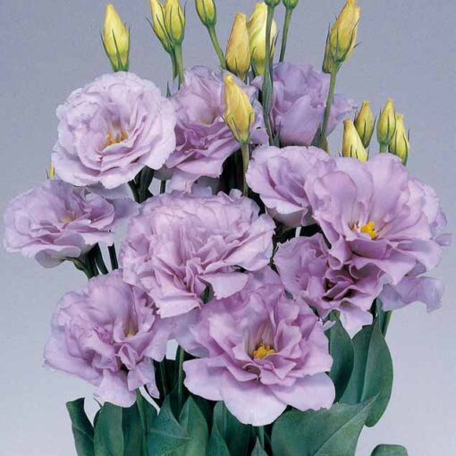 lavender lisianthus flower seeds