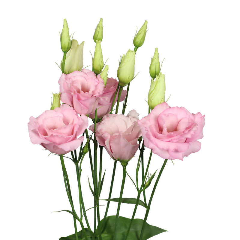 Pink Eustoma Flower Seeds – Heirloom, Non-GMO, High Germination Organic Garden Seeds