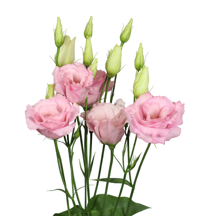 Pink Eustoma Flower Seeds – Heirloom, Non-GMO, High Germination Organic Garden Seeds