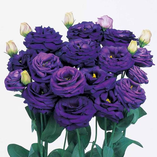 blue lisianthus flower seeds