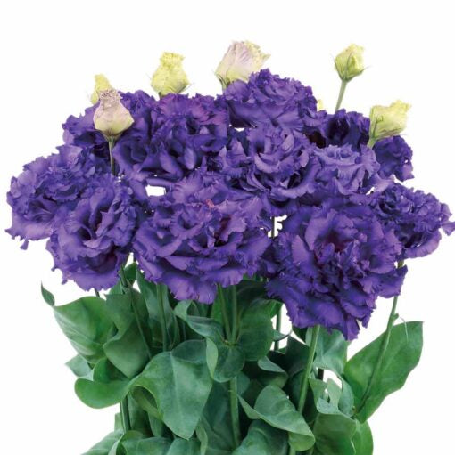 lisianthus voyage blue ver