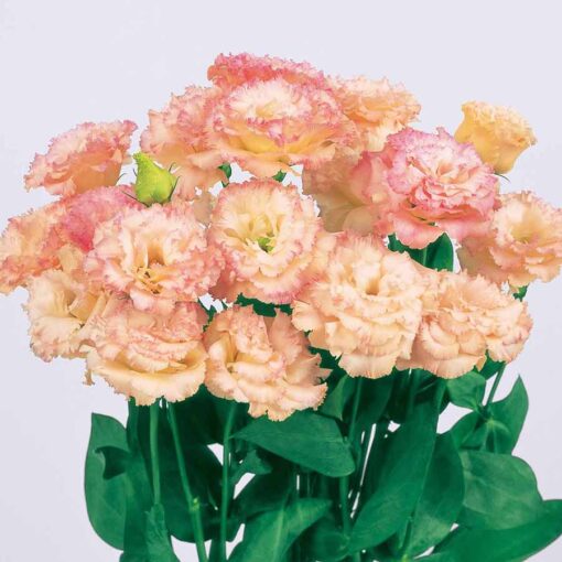 lisianthus voyage champagne hybrid