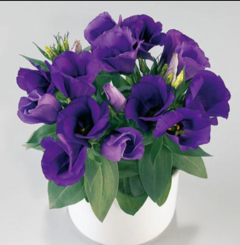 blue lisianthus flower seeds