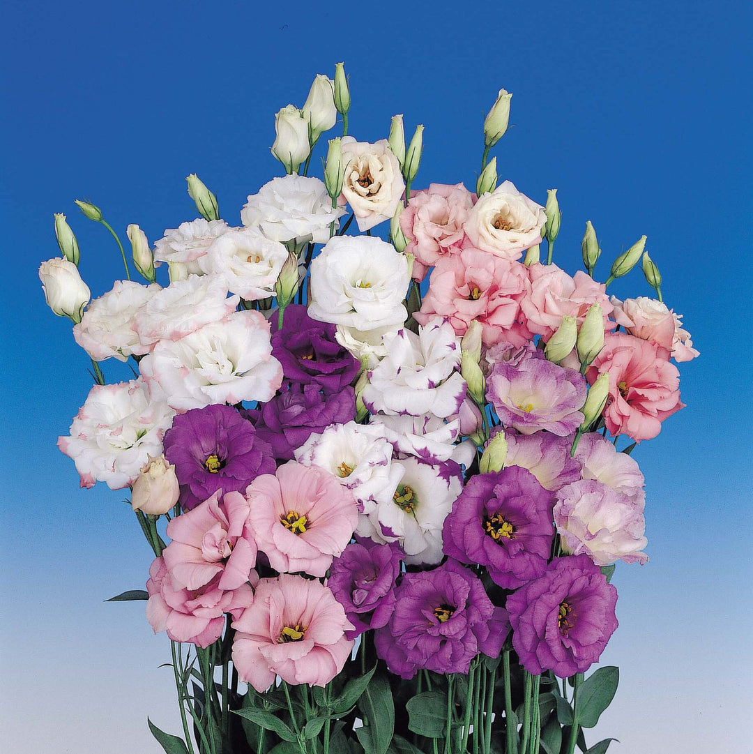 Mixed Lisianthus Flower Seeds – Heirloom, Non-GMO, High Germination Seeds