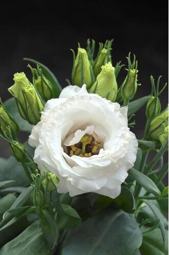 Estoma Flower Seeds White – Heirloom, Non-GMO, High Germination Organic Seeds