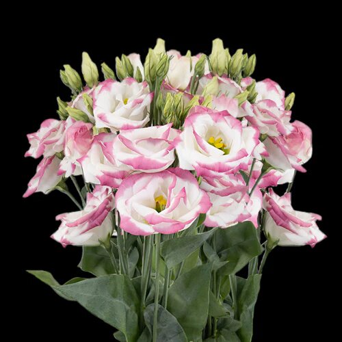 White Pink Lisianthus Flower Seeds Heirloom Non-GMO High Germination Organic Garden Seeds for Planting
