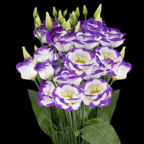 Semillas de flores de lisianthus morado y blanco - Cimelio, sin OMG, alta germinación