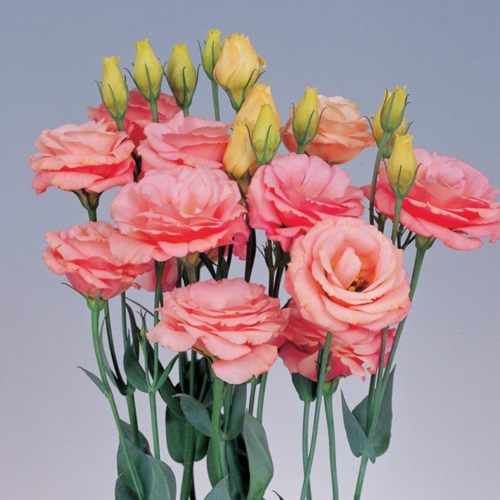 lisianthus rosita pink ver