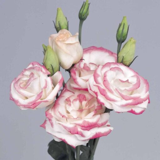 lisianthus rosita flower seeds