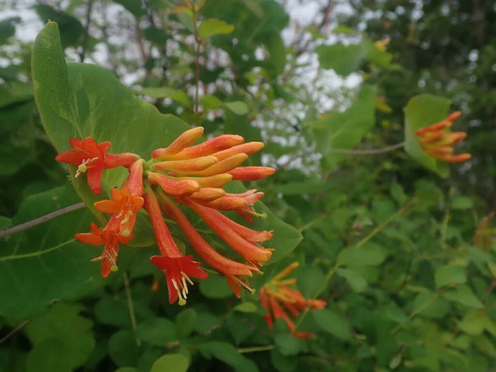Honeysuckle Flower Seeds Orange – Heirloom, Non-GMO, High Germination Seeds