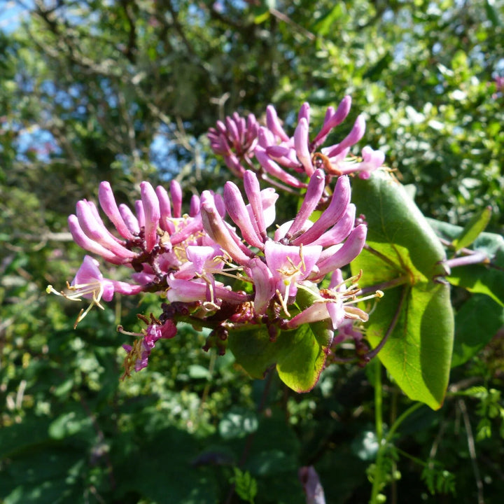 Honeysuckle Flower Seeds Pink – Heirloom, Non-GMO, High Germination Seeds