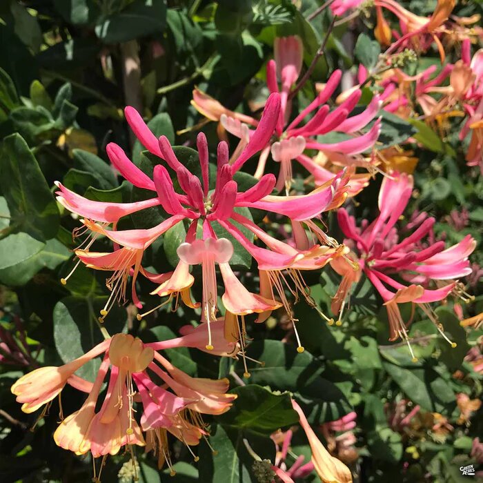 Lonisera Flower Seeds – Heirloom, Non-GMO, High Germination Seeds for Planting