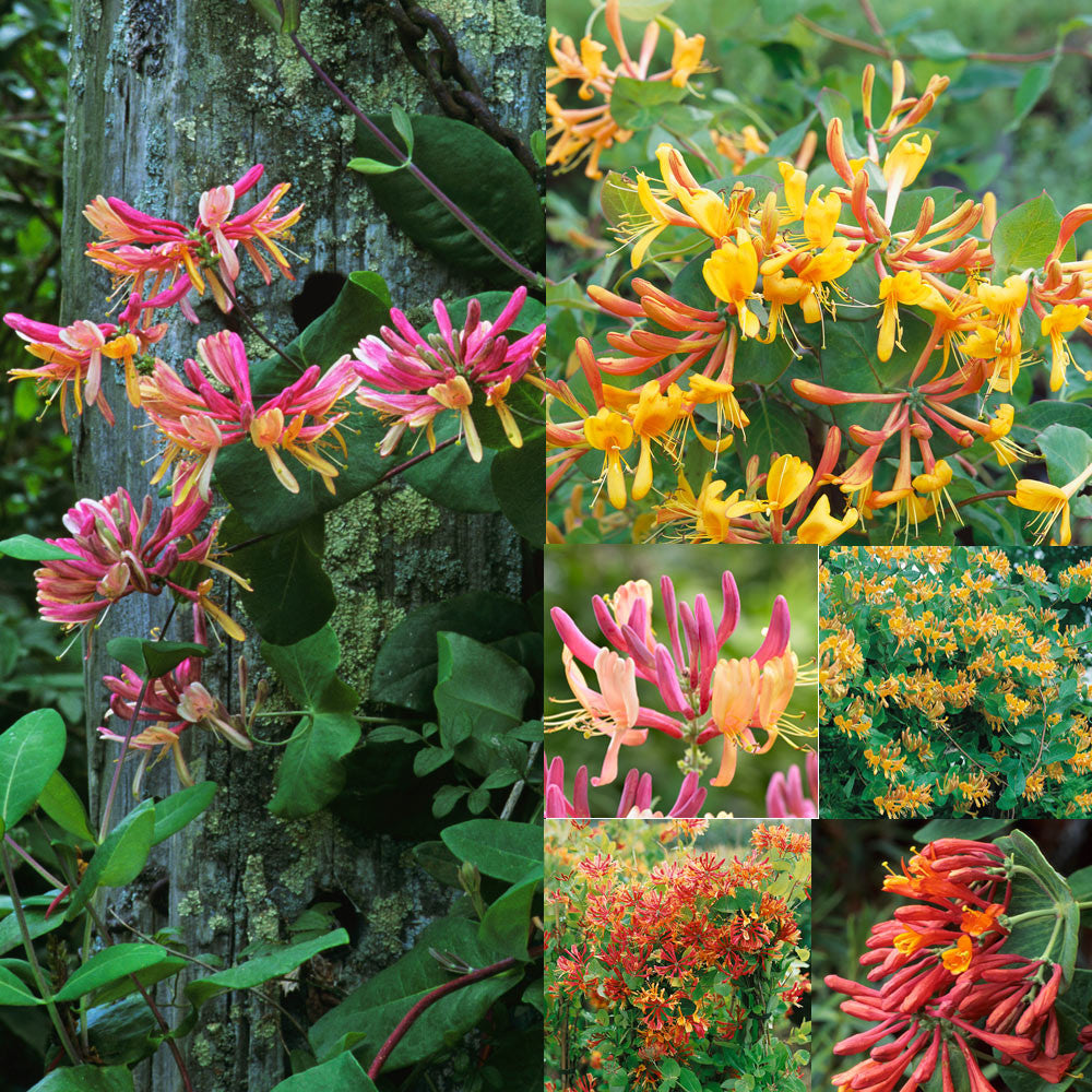 Honeysuckle Flower Seeds Mixed – Heirloom, Non-GMO, High Germination Seeds