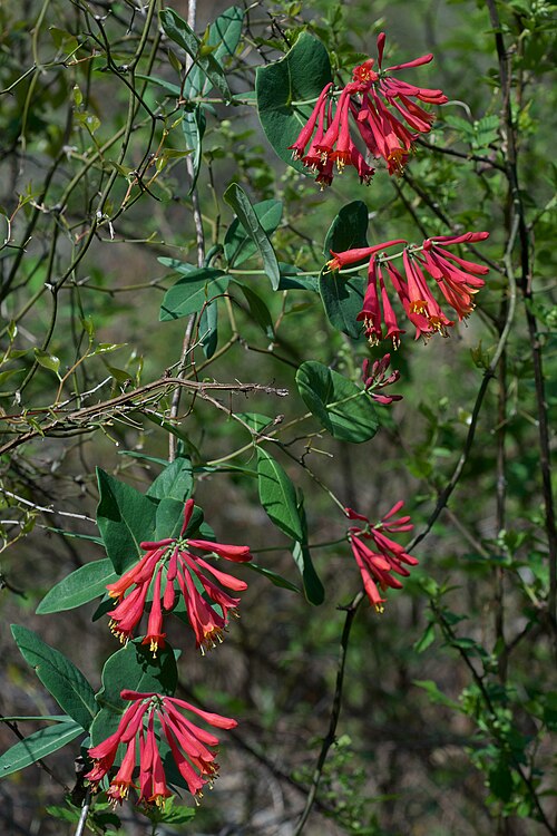 Red Honeysuckle Flower Seeds – Heirloom, Non-GMO, High Germination Seeds