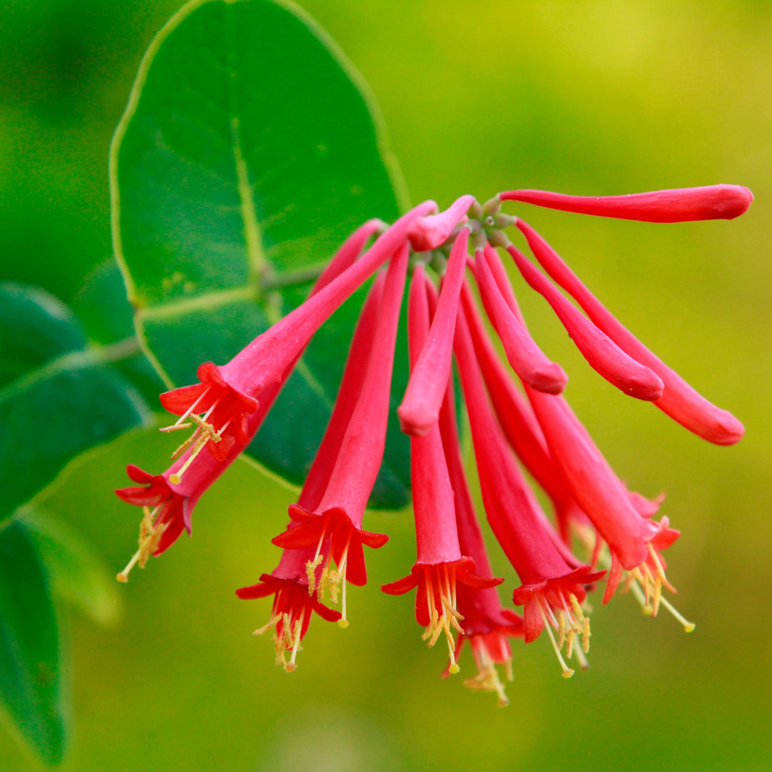 Honeysuckle Flower Seeds Red – Heirloom, Non-GMO, High Germination Seeds