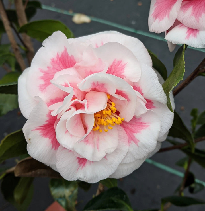 Pink White Camellia Flower Seeds Heirloom Non-GMO High Germination Organic Garden Seeds for Planting