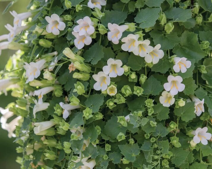 Lophospermum Flower Seeds – Heirloom, Non-GMO, High Germination Seeds