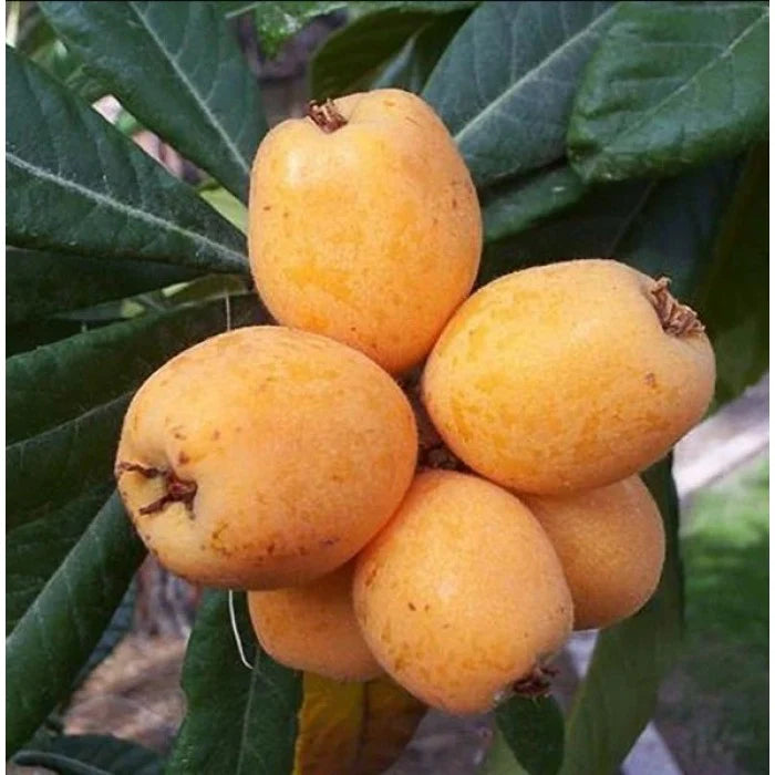 Big Jim Loquat Fruit Seeds for Planting Heirloom Non-GMO High Germination Organic Garden Seeds