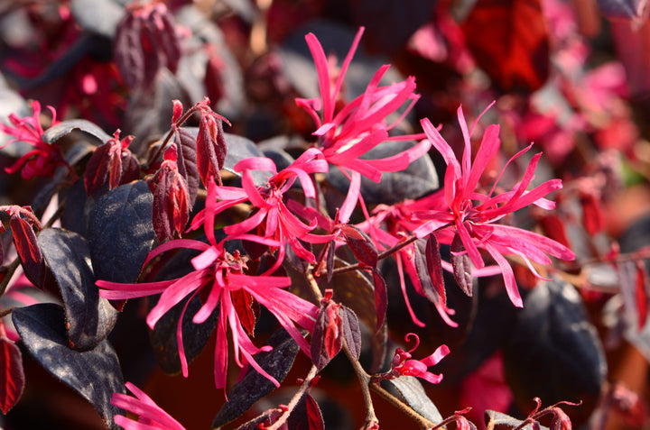 Loropetalum Flower Seeds Red – Heirloom, Non-GMO, High Germination Seeds