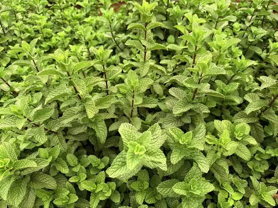 lowmaintenancemintforsowingheirloomnongmohighgerminationorganicgarden flower seeds