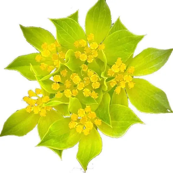 lowmaintenanceshadeplantdroughtsensitivemoistwelldrainedsoilbupleurumrotundifoliumcutflowerheirloomnongmohighgerminationorganicgarden flower seeds
