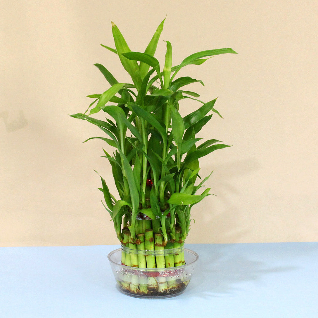 Bamboo Dracaena herb seeds