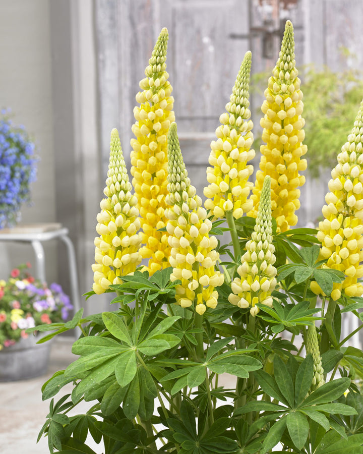 Semillas de Flores de Altramuz Amarillo Claro – Semillas Herencia No Modificadas Genéticamente de Alta Germinación