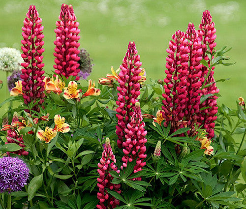 Red Lupine Flower Seeds – Heirloom, Non-GMO, High Germination Garden Seeds