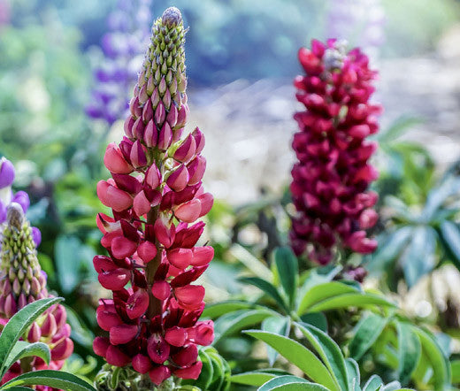 Maroon Lupine Flower Seeds – Heirloom, Non-GMO, High Germination Seeds